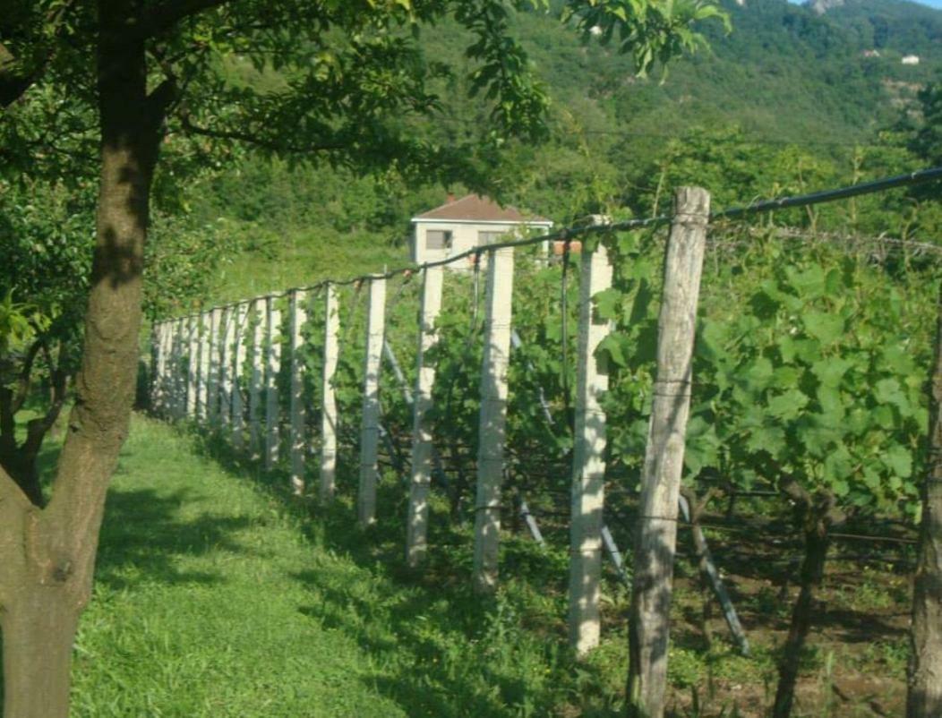Studio And Winery Kalimut Virpazar Exteriér fotografie